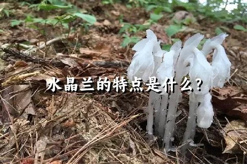 水晶兰的特点是什么？