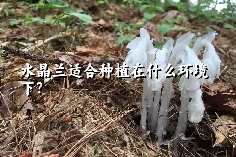 水晶兰适合种植在什么环境下？