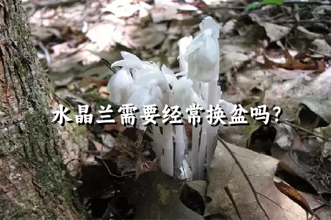 水晶兰需要经常换盆吗？