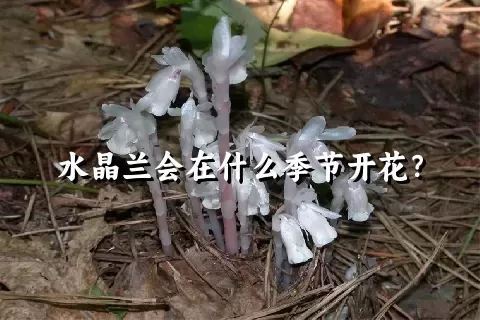 水晶兰会在什么季节开花？