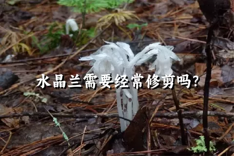 水晶兰需要经常修剪吗？