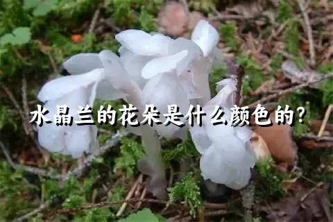 水晶兰的花朵是什么颜色的？