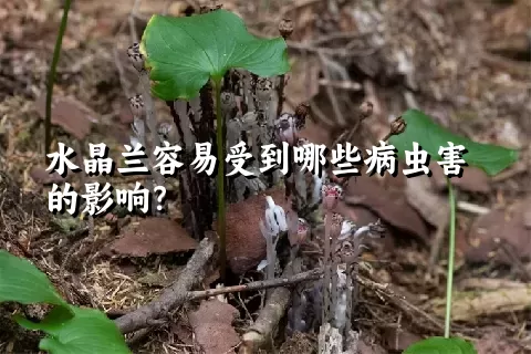 水晶兰容易受到哪些病虫害的影响？