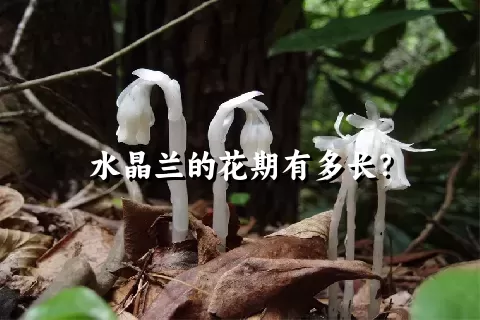 水晶兰的花期有多长？