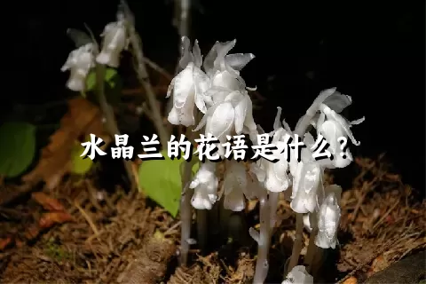 水晶兰的花语是什么？