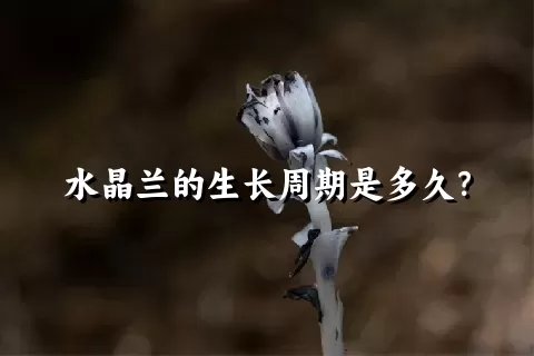 水晶兰的生长周期是多久？