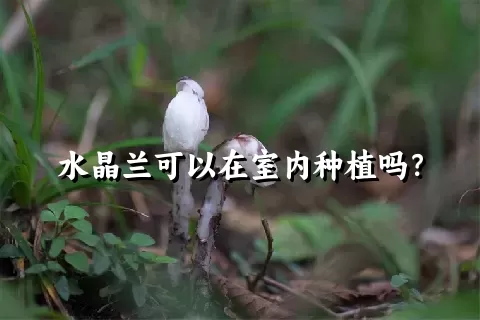 水晶兰可以在室内种植吗？