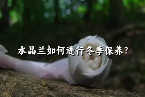 水晶兰如何进行冬季保养？