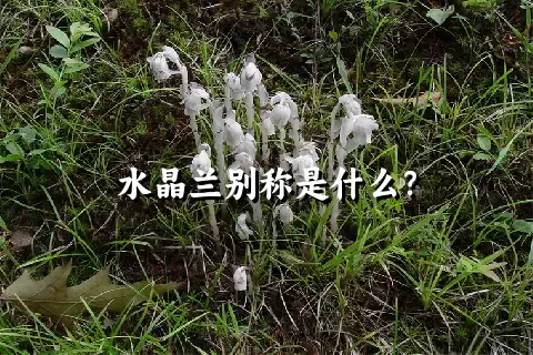 水晶兰别称是什么？