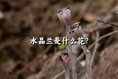 水晶兰是什么花？