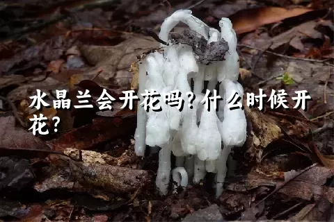 水晶兰会开花吗？什么时候开花？