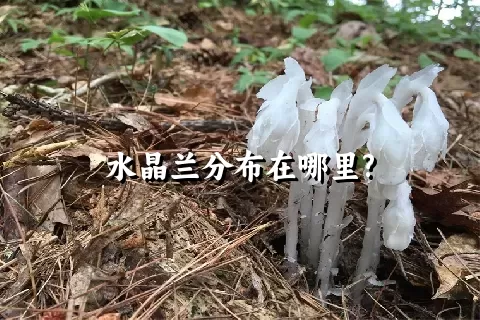 水晶兰分布在哪里?