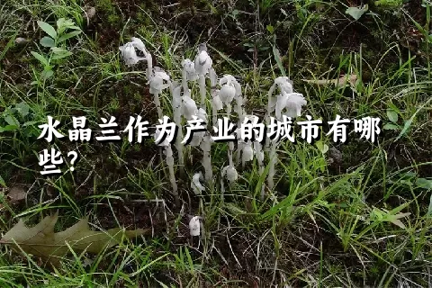 水晶兰作为产业的城市有哪些？