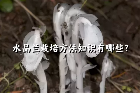 水晶兰栽培方法知识有哪些？