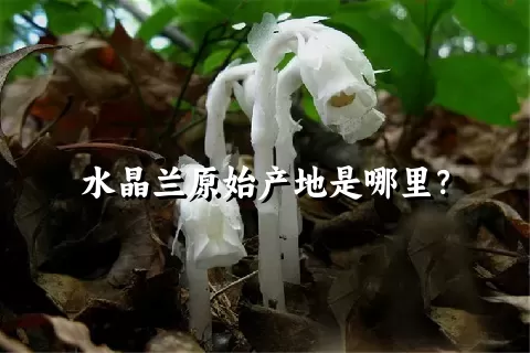 水晶兰原始产地是哪里？