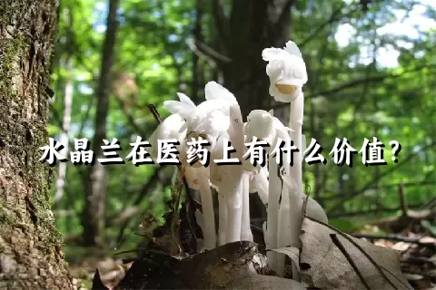 水晶兰在医药上有什么价值？