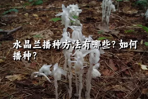 水晶兰播种方法有哪些？如何播种？