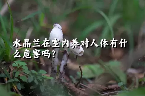 水晶兰在室内养对人体有什么危害吗？