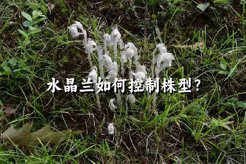 水晶兰如何控制株型？