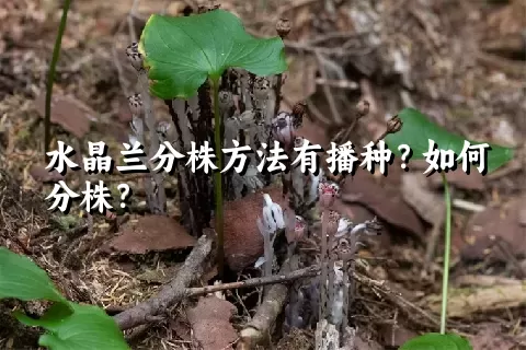 水晶兰分株方法有播种？如何分株？