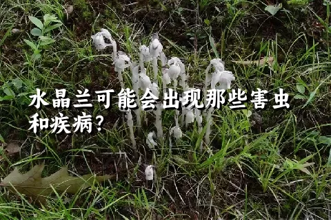 水晶兰可能会出现那些害虫和疾病？