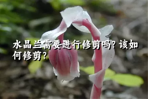 水晶兰需要进行修剪吗？该如何修剪？