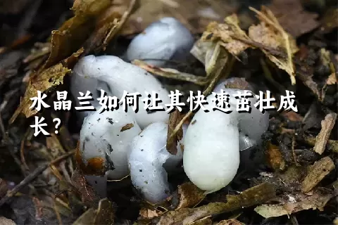 水晶兰如何让其快速茁壮成长？