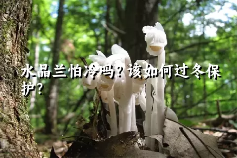 水晶兰怕冷吗？该如何过冬保护？