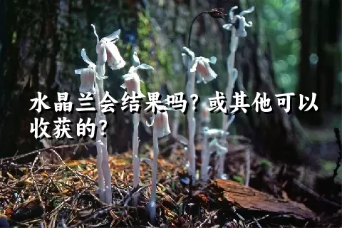 水晶兰会结果吗？或其他可以收获的？