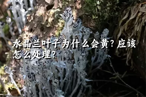 水晶兰叶子为什么会黄？应该怎么处理？