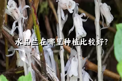 水晶兰在哪里种植比较好？