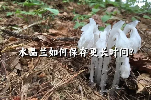 水晶兰如何保存更长时间？