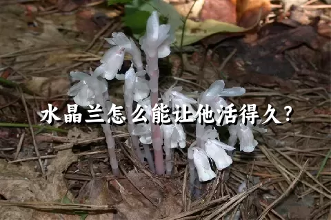 水晶兰怎么能让他活得久？