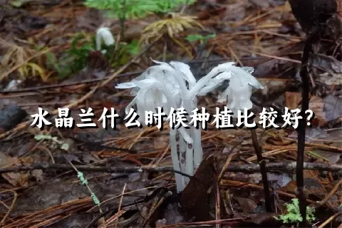 水晶兰什么时候种植比较好？