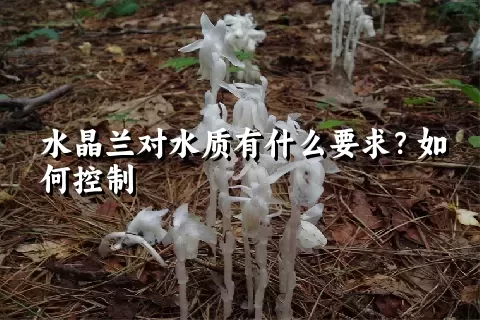 水晶兰对水质有什么要求？如何控制