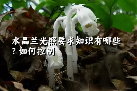 水晶兰光照要求知识有哪些？如何控制