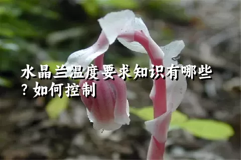 水晶兰温度要求知识有哪些？如何控制