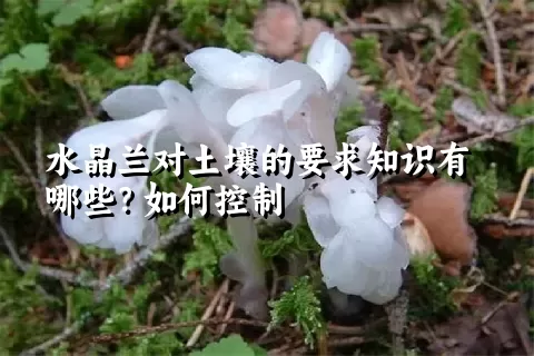 水晶兰对土壤的要求知识有哪些？如何控制