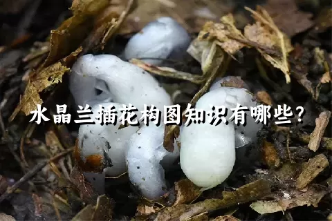 水晶兰插花构图知识有哪些？