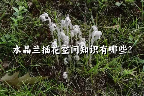 水晶兰插花空间知识有哪些？