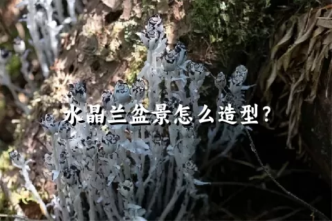 水晶兰盆景怎么造型？