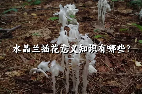 水晶兰插花意义知识有哪些？