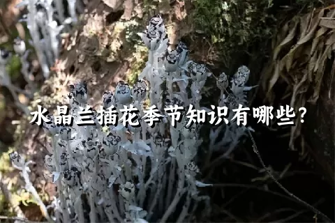 水晶兰插花季节知识有哪些？