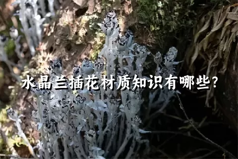 水晶兰插花材质知识有哪些？