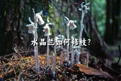 水晶兰如何修枝？