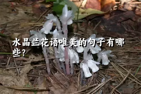 水晶兰花语唯美的句子有哪些？