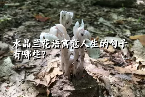 水晶兰花语寓意人生的句子有哪些？