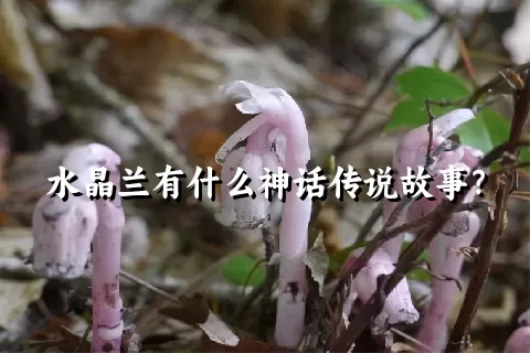 水晶兰有什么神话传说故事？