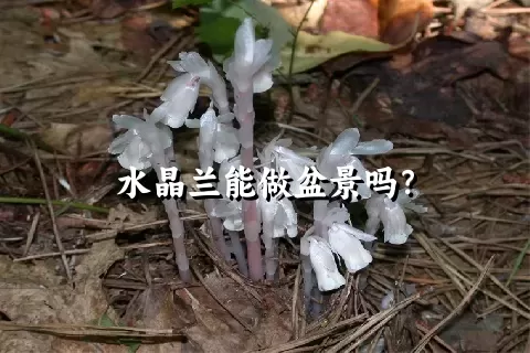 水晶兰能做盆景吗？