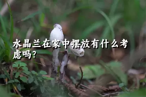 水晶兰在家中摆放有什么考虑吗？